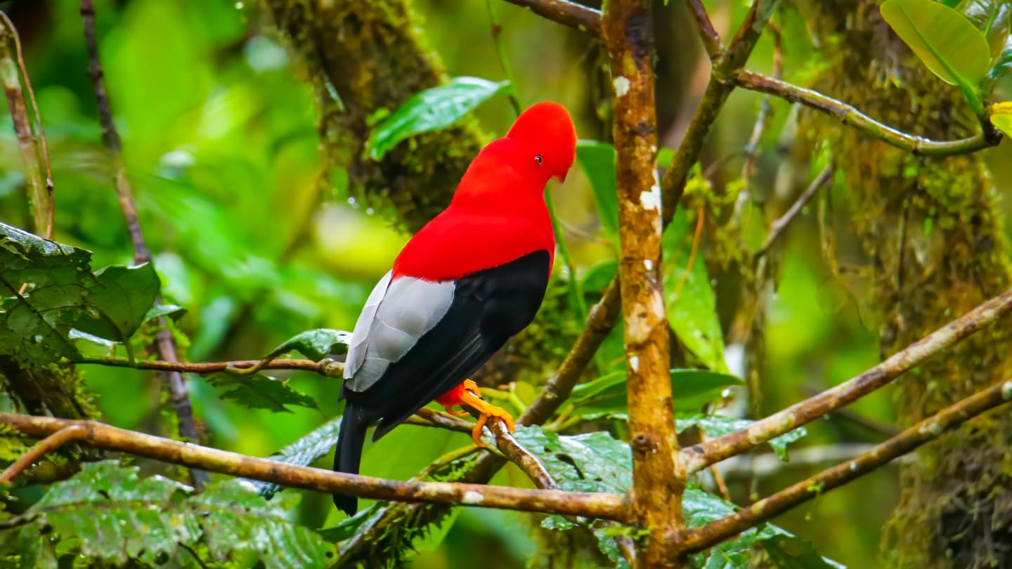 Andean Cock-of-the-Rock in Mindo, Ecuador