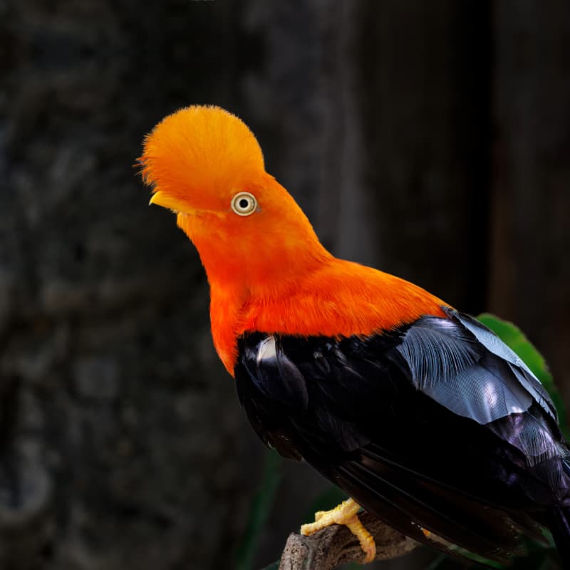 Male Andean Cock-of-the-Rock
