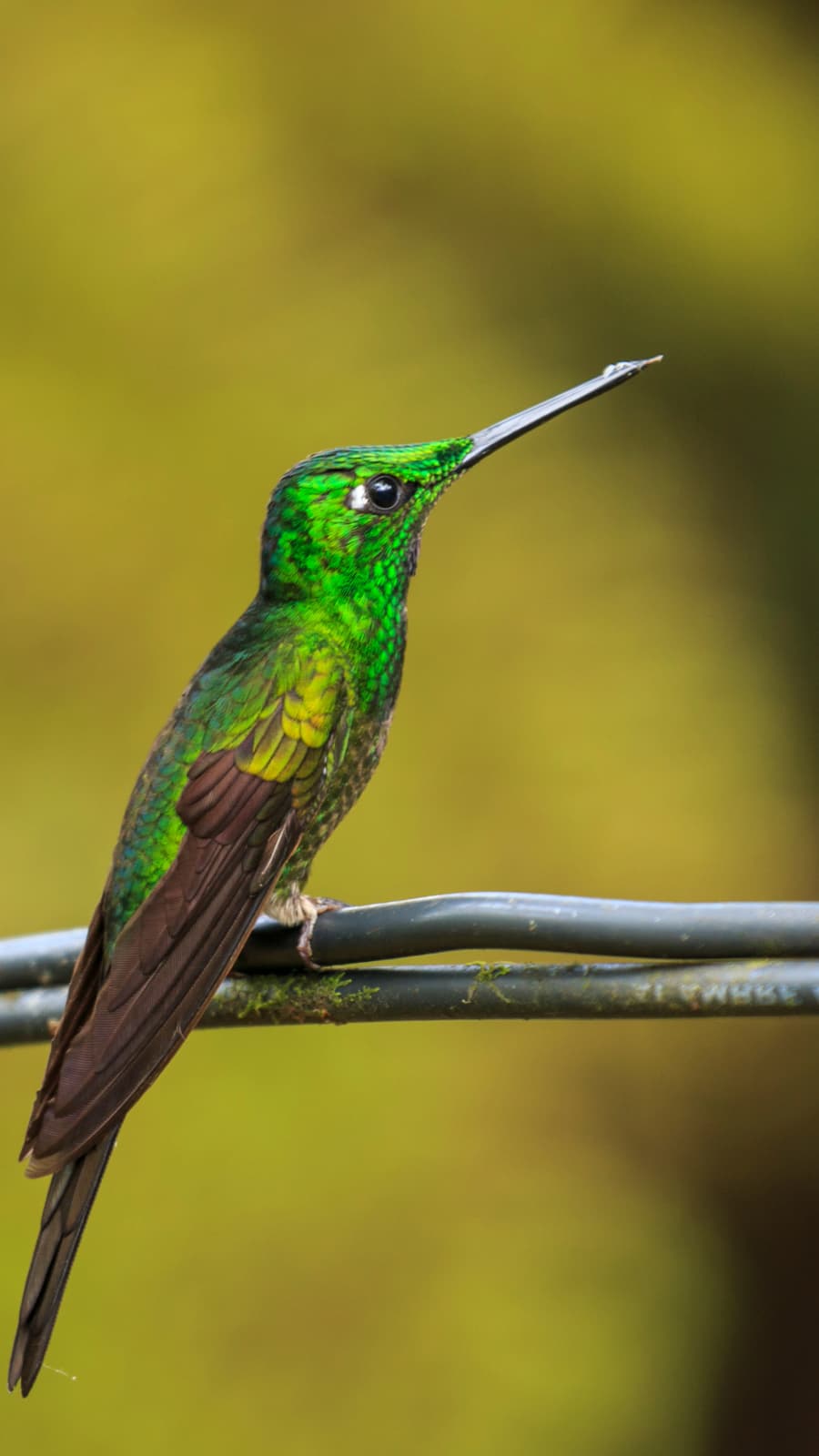 Half-day birding tour in Mindo