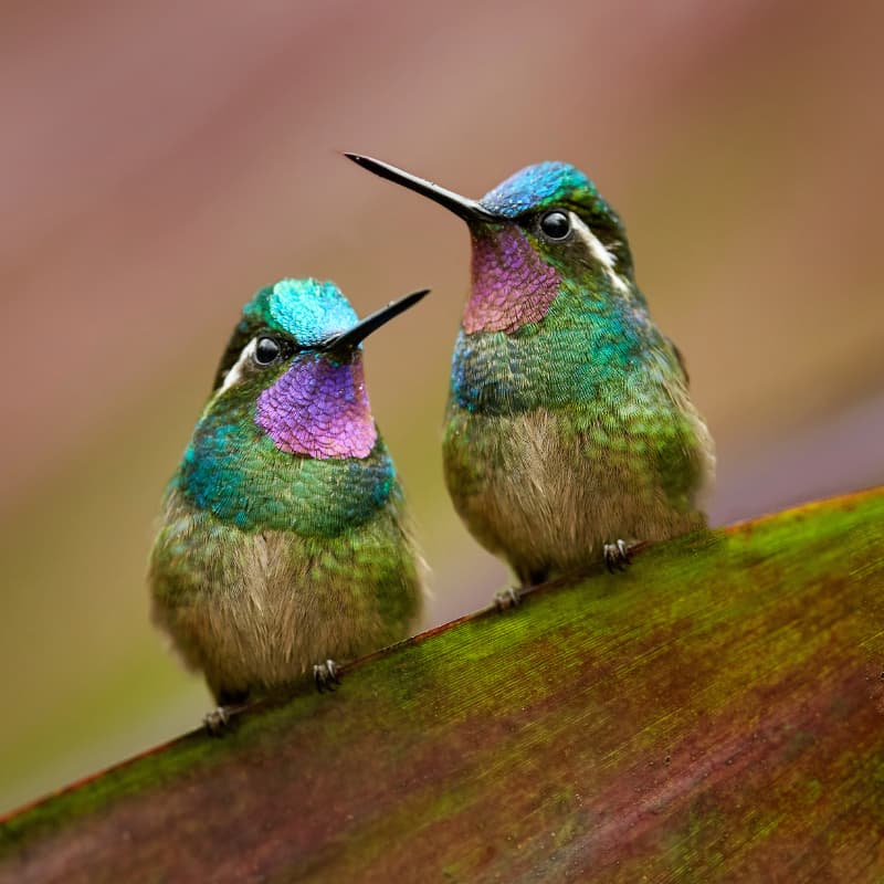 Hummingbirds in Mindo