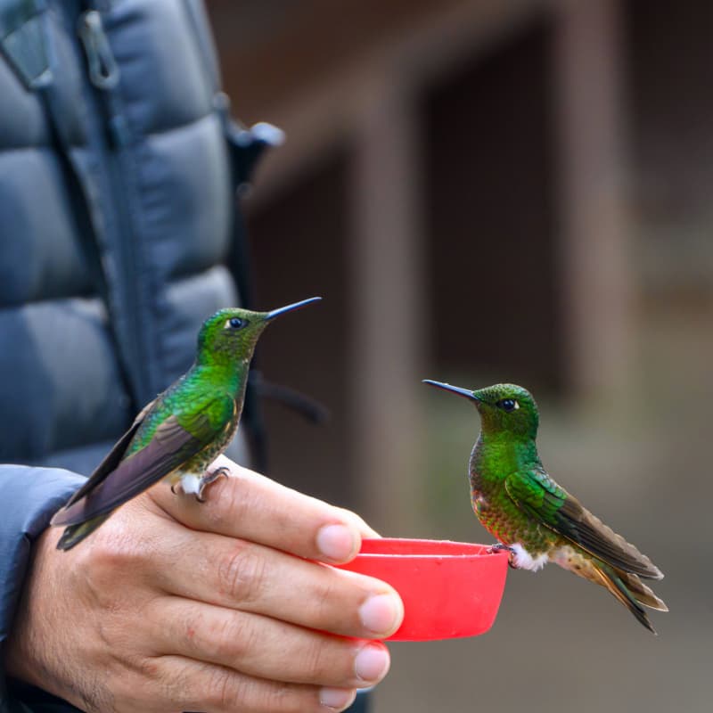 Feeders (placeholder image)