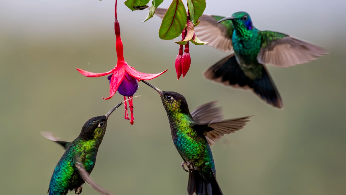 Hummingbirds of Mindo in the cloud forest