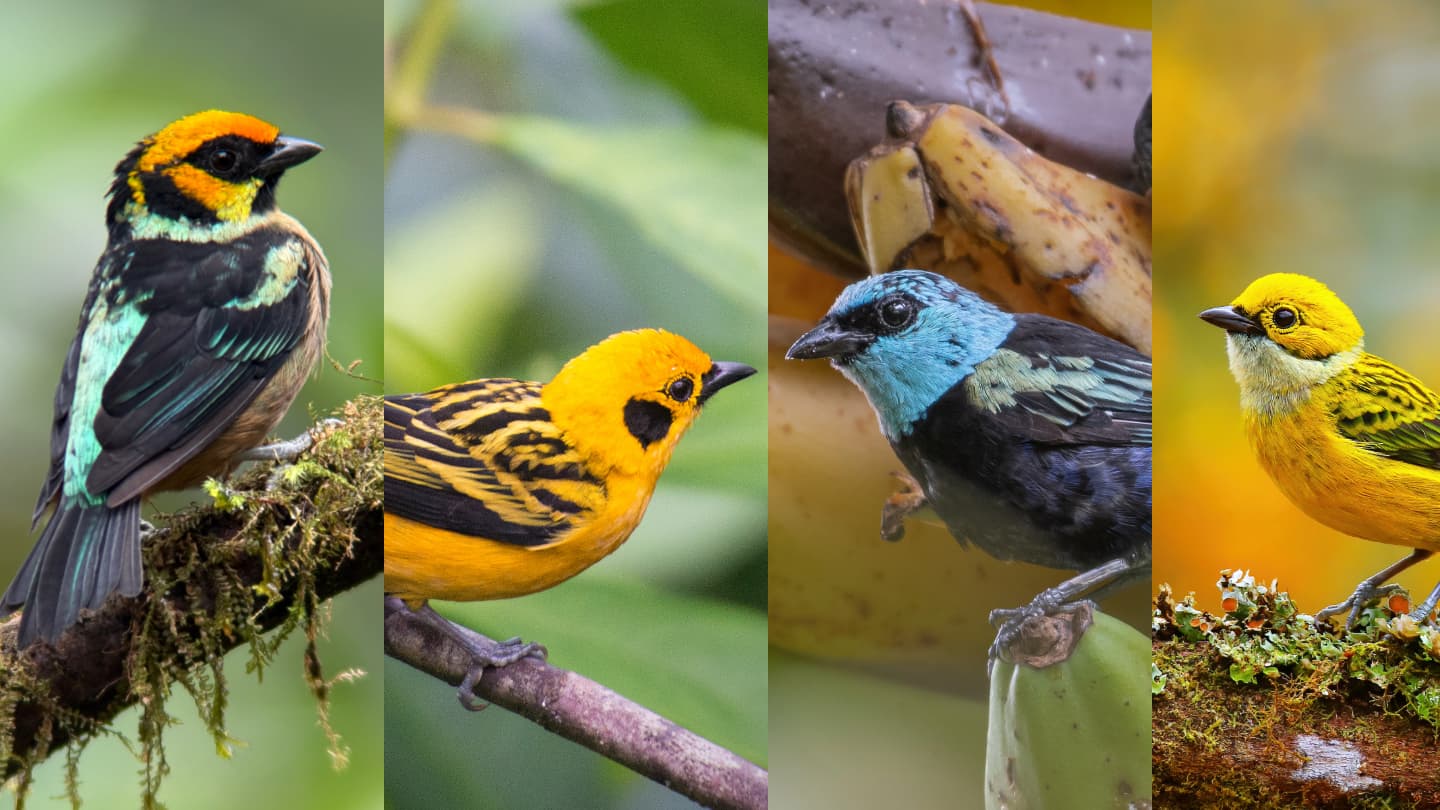 Tanagers of Mindo guide