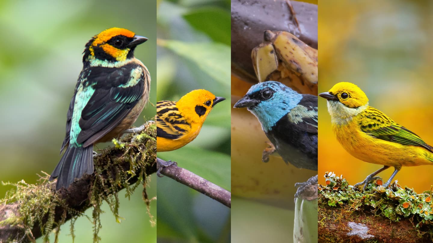Tanagers of Mindo in the cloud forest