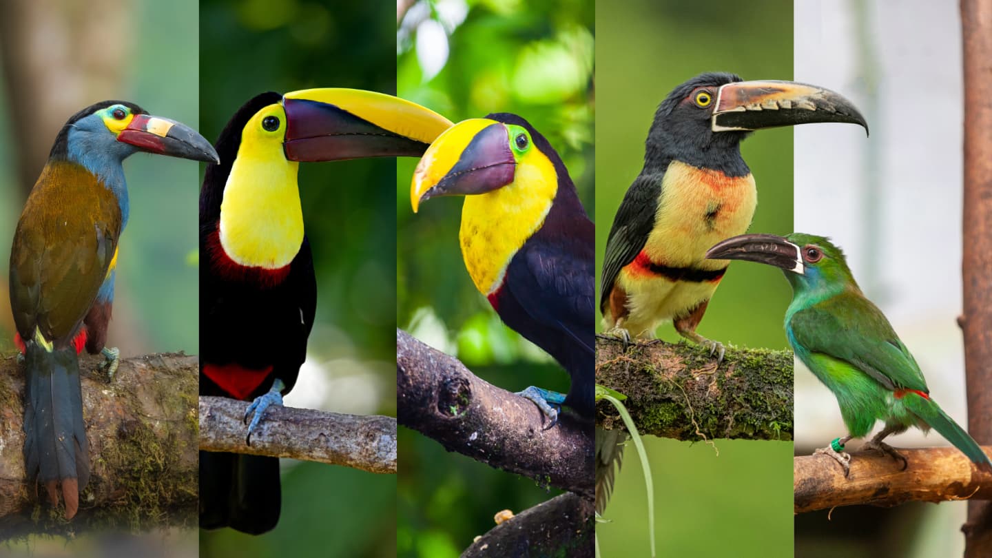 Toucans of Mindo in Ecuador's cloud forest