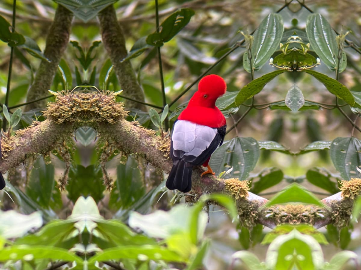 Andean Cock-of-the-Rock in Mindo cloud forest habitat