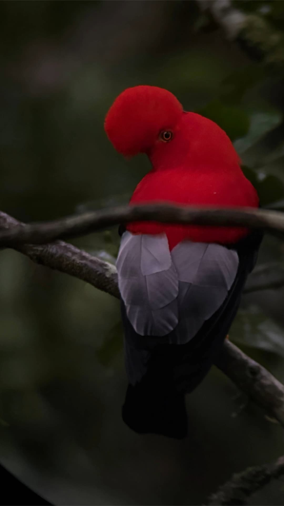 Male Andean Cock-of-the-Rock in Mindo cloud forest habitat
