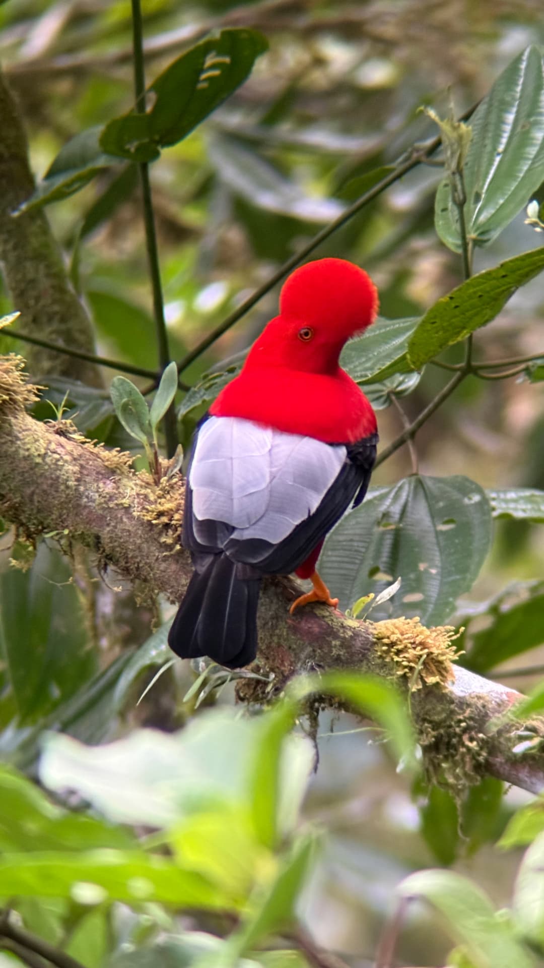 Andean Cock-of-the-Rock showing bright plumage near a forest lek
