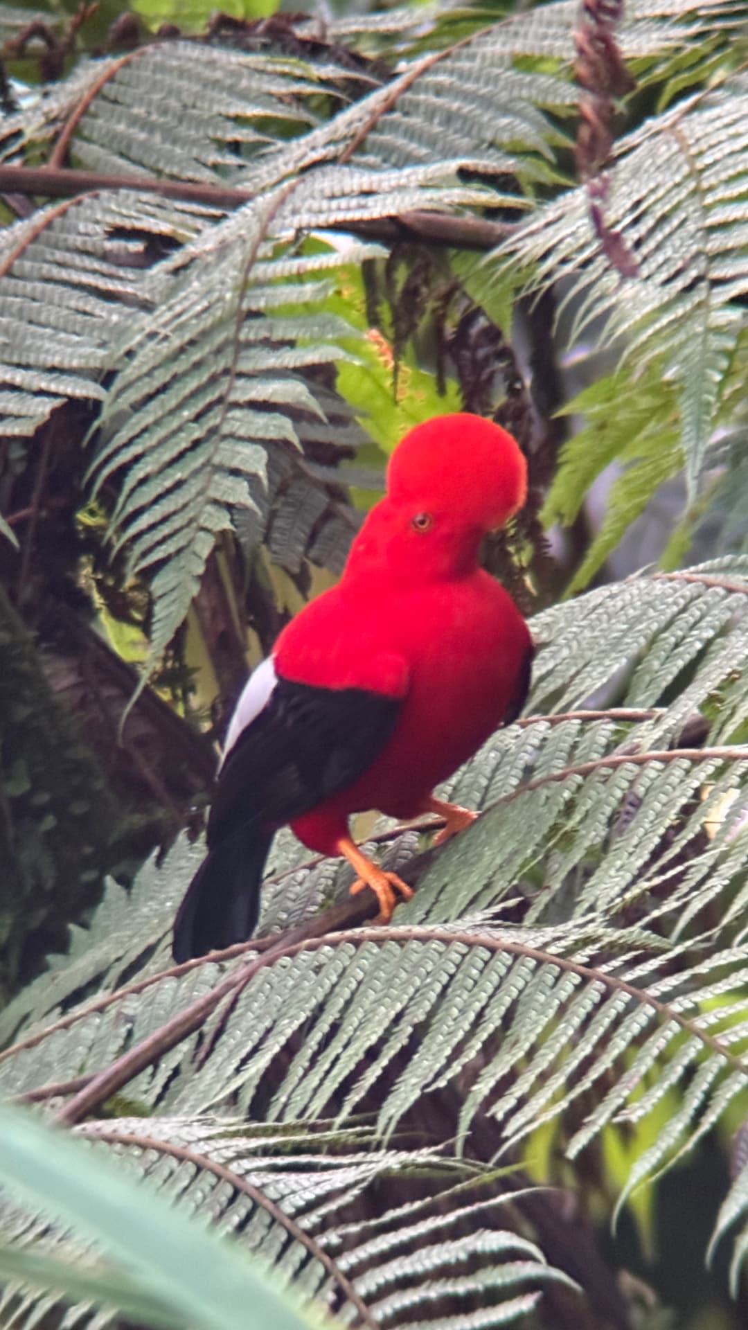 Andean Cock-of-the-Rock photographed on a birding route near Mindo, Ecuador