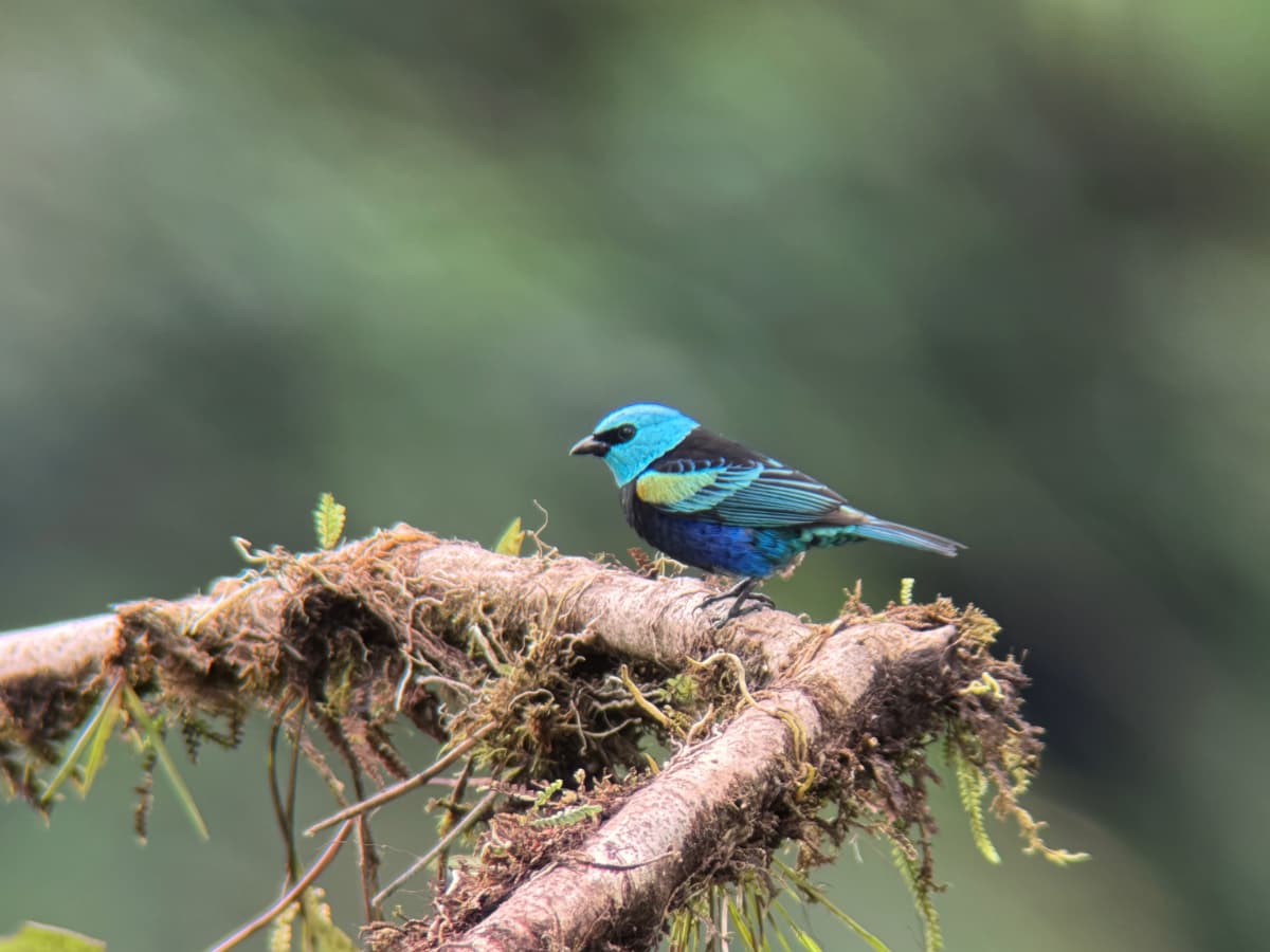 Blue-necked Tanager in Mindo, Ecuador
