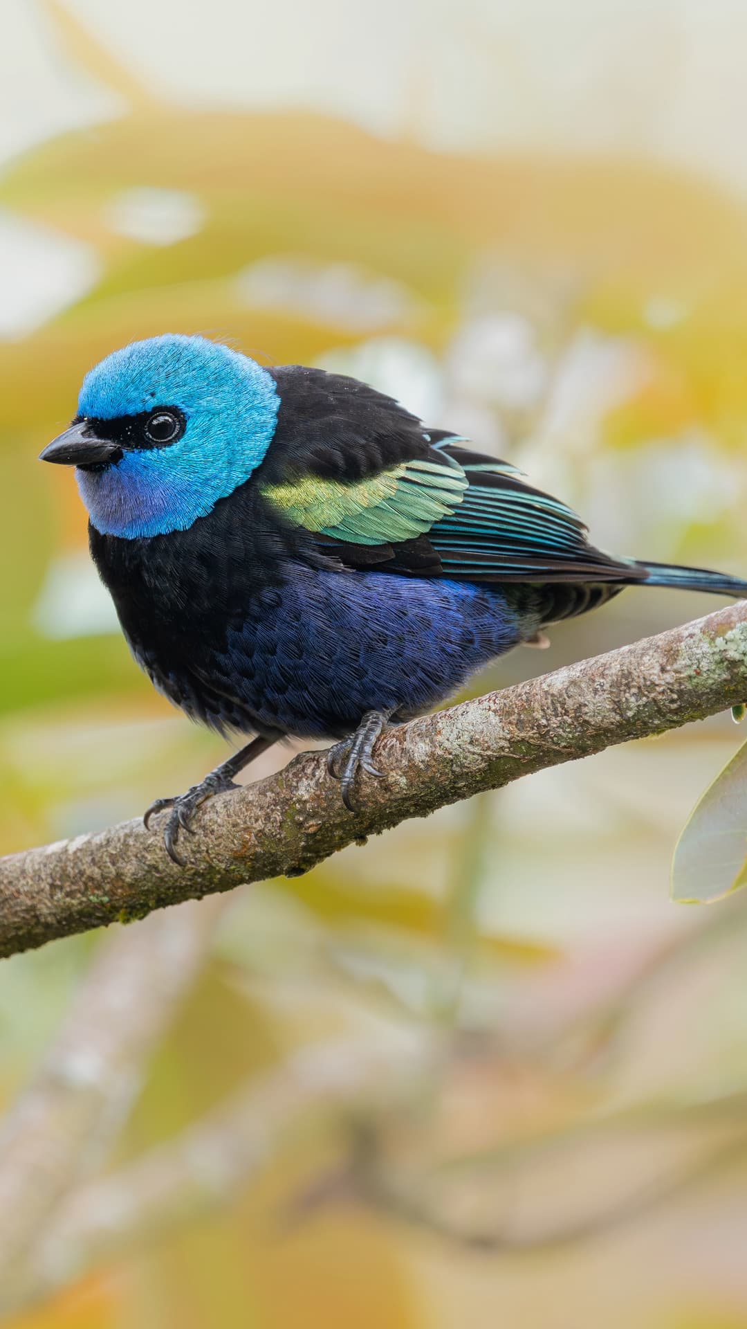 Blue-necked Tanager field photograph 1 near Mindo, Ecuador