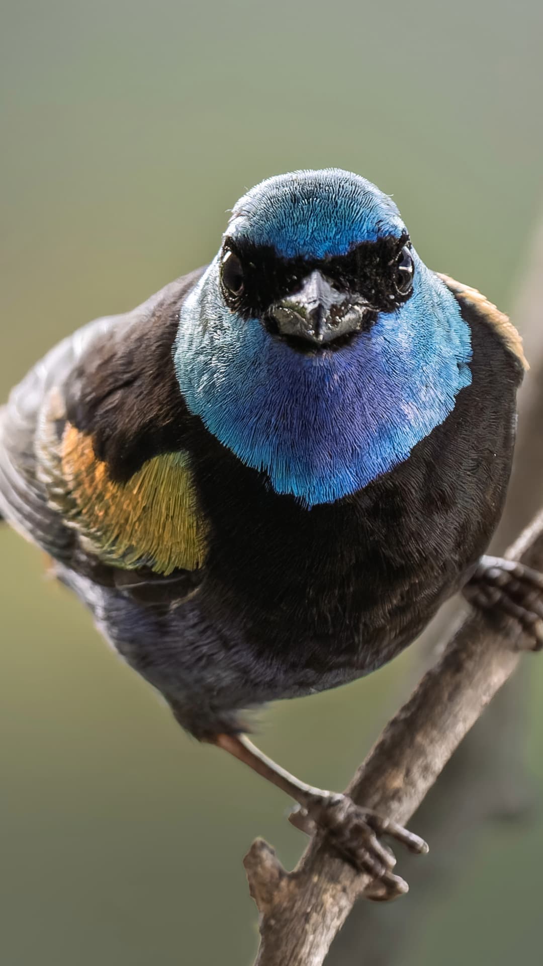 Blue-necked Tanager field photograph 2 near Mindo, Ecuador