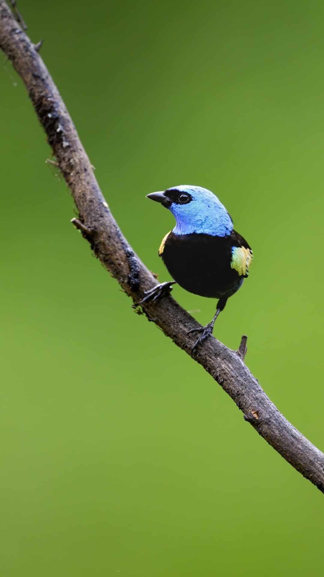 Blue-necked Tanager field photograph 3 near Mindo, Ecuador