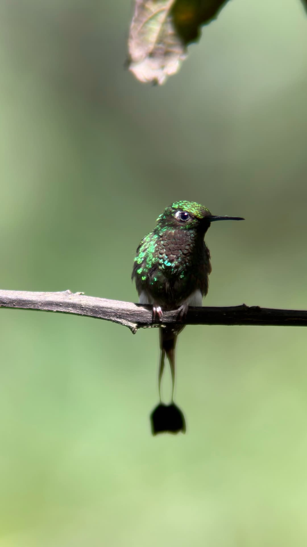 White-booted Racket-tail perched near Mindo, Ecuador