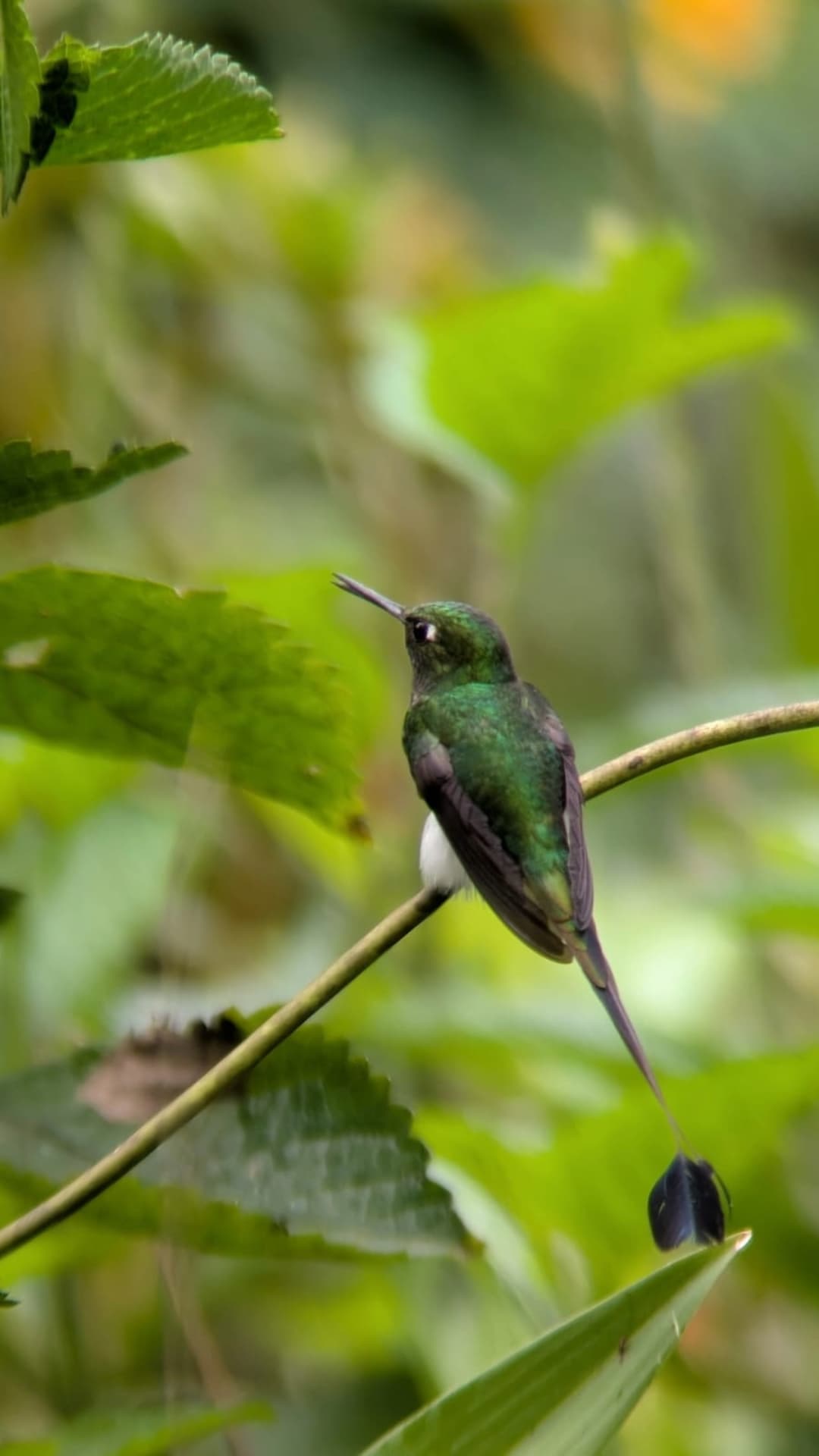 Booted Racket-tail showing its white leg puffs and racket-shaped tail