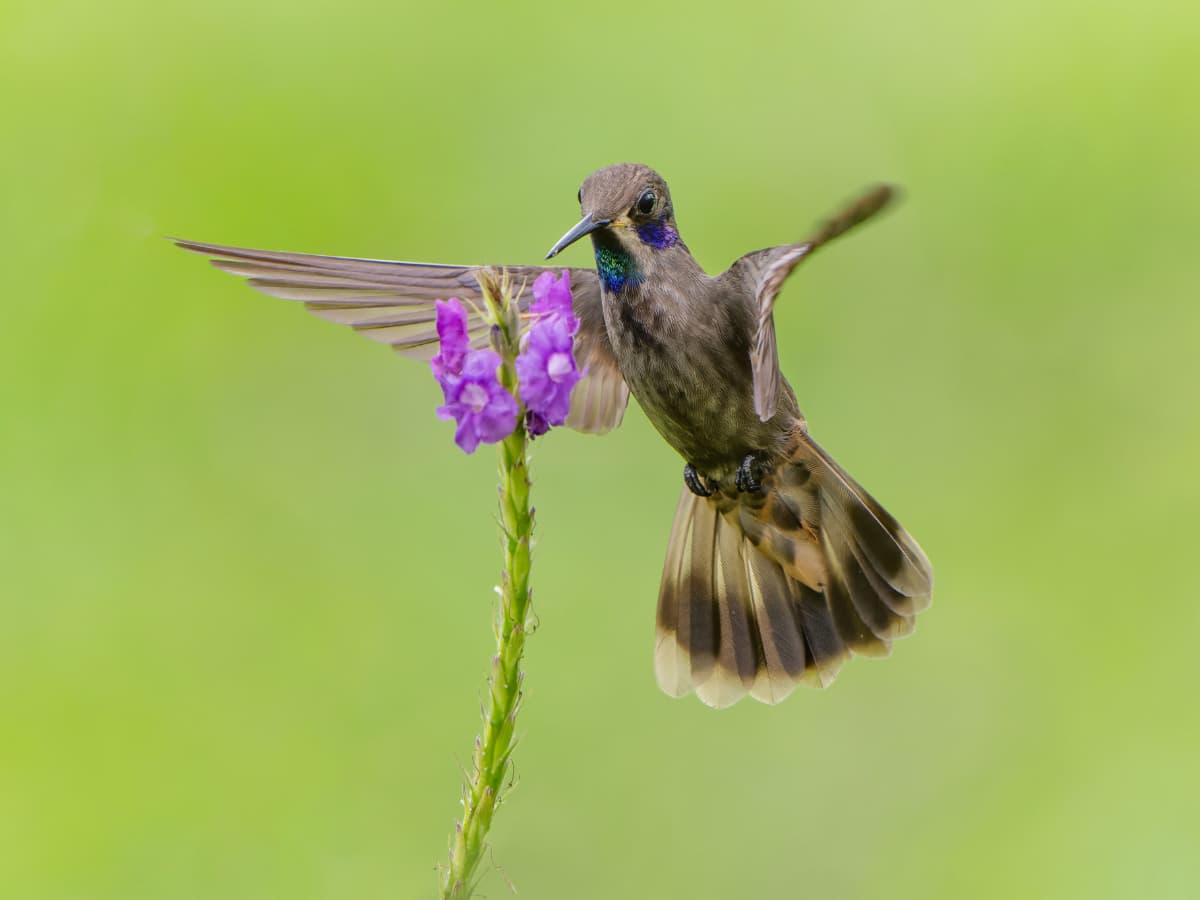 Brown Violetear in the Mindo cloud forest