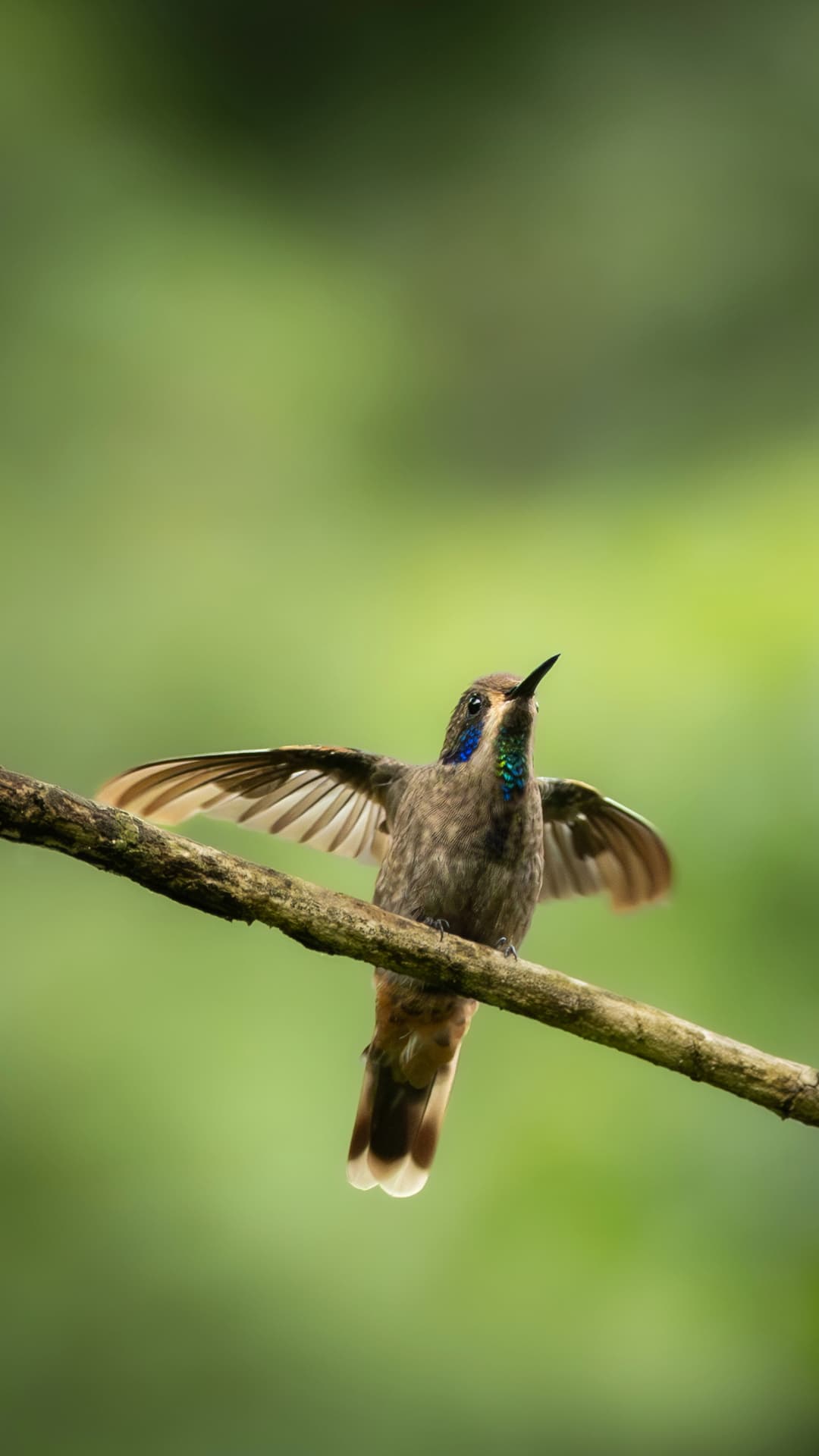 Brown Violetear field photograph 2 near Mindo, Ecuador