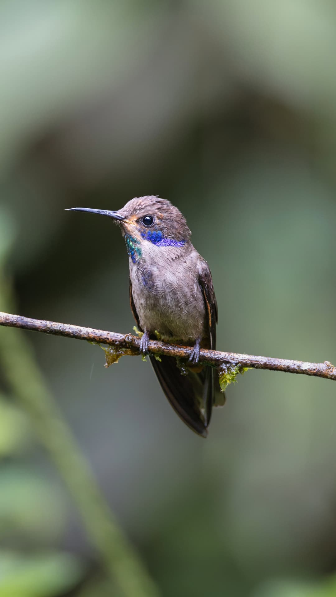 Brown Violetear field photograph 3 near Mindo, Ecuador