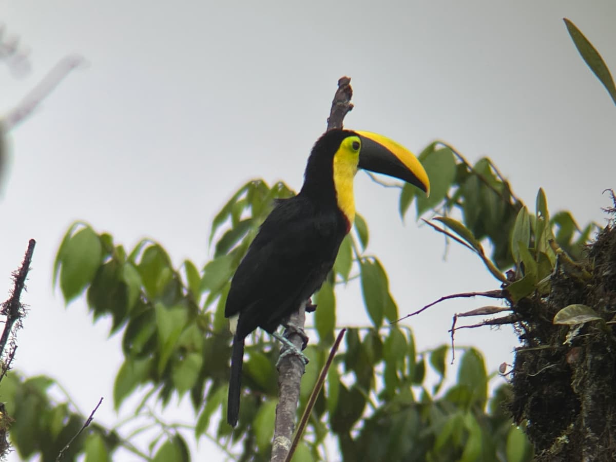 Choco Toucan in the Mindo cloud forest