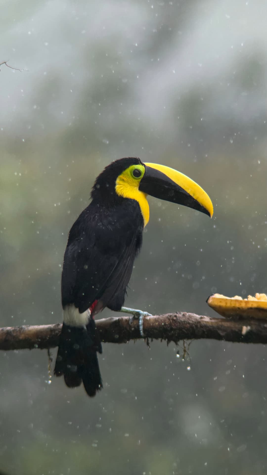 Choco Toucan field photograph 1 near Mindo, Ecuador