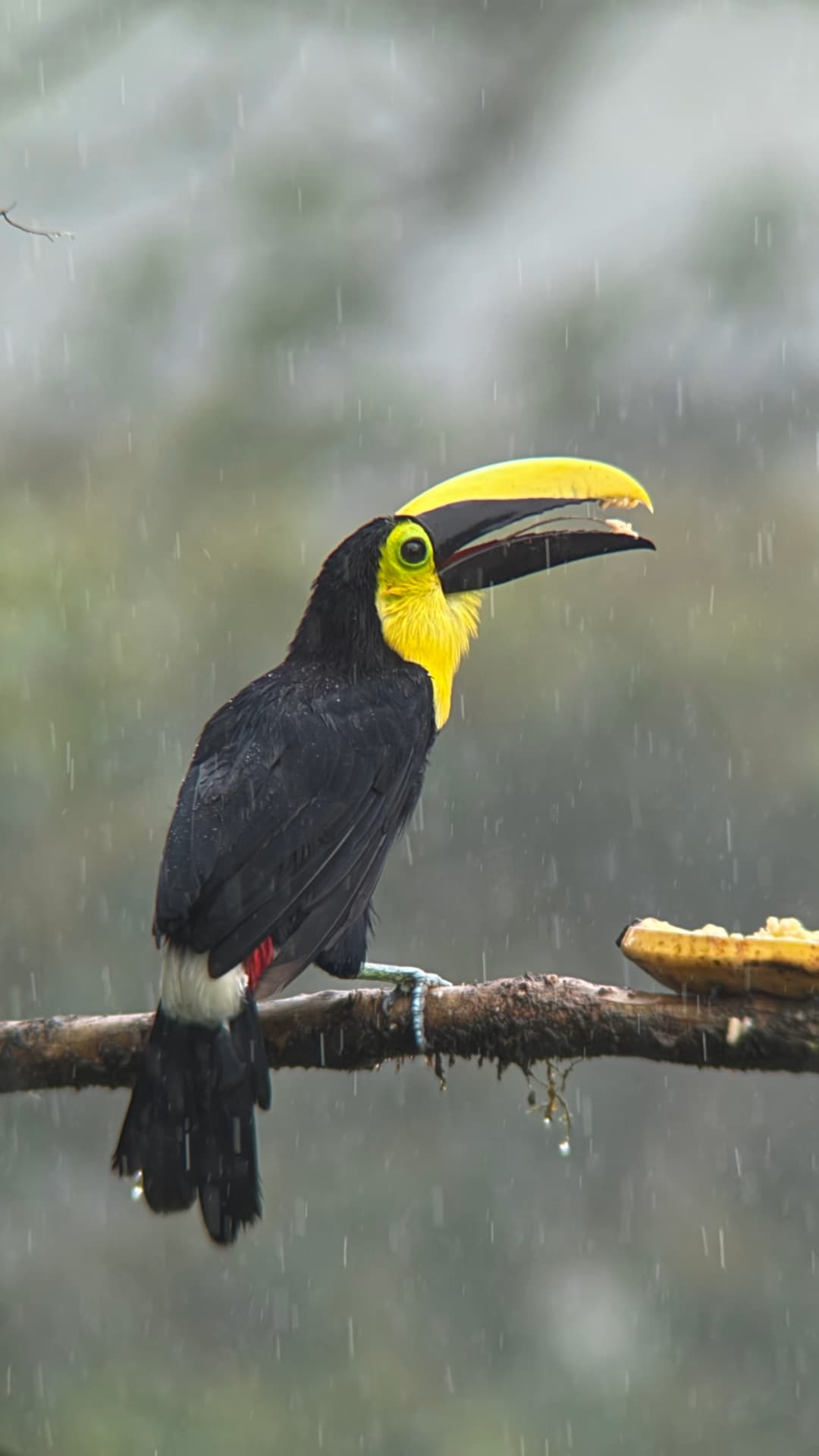 Choco Toucan field photograph 2 near Mindo, Ecuador