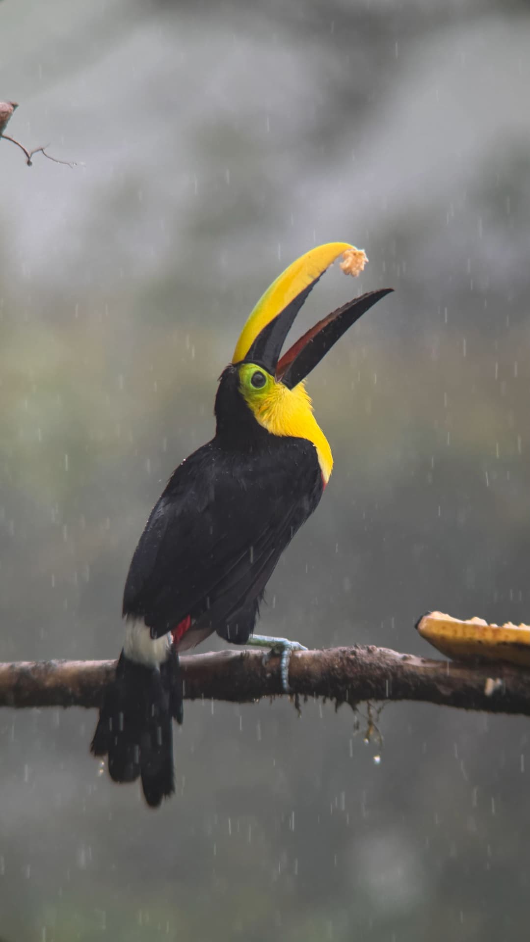 Choco Toucan field photograph 3 near Mindo, Ecuador