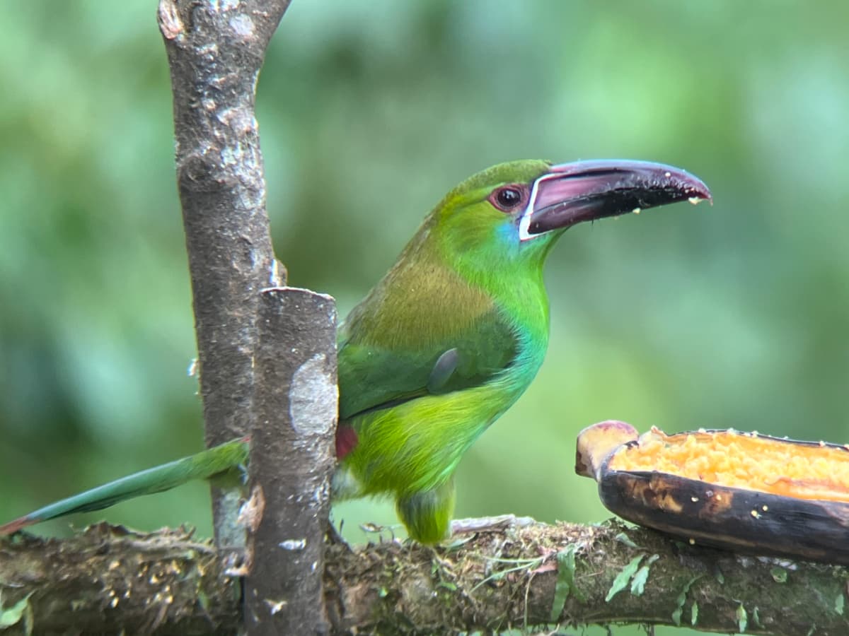 Crimson-rumped Toucanet representing the bird species of Mindo