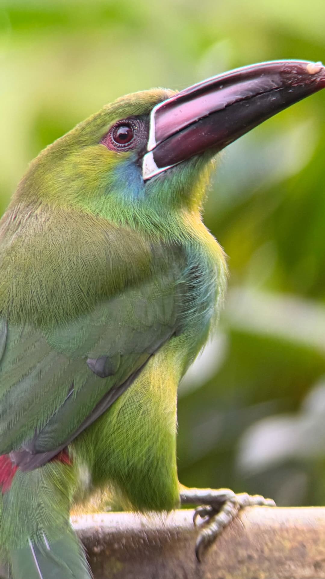 Crimson-rumped Toucanet field photograph 1 near Mindo, Ecuador