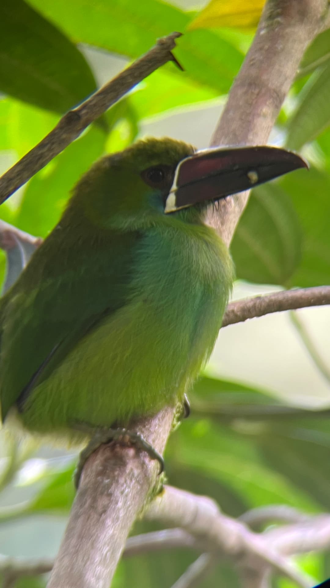 Crimson-rumped Toucanet field photograph 2 near Mindo, Ecuador