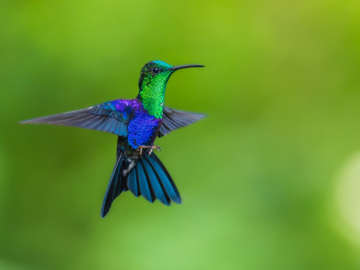 Crowned Woodnymph in Mindo, Ecuador