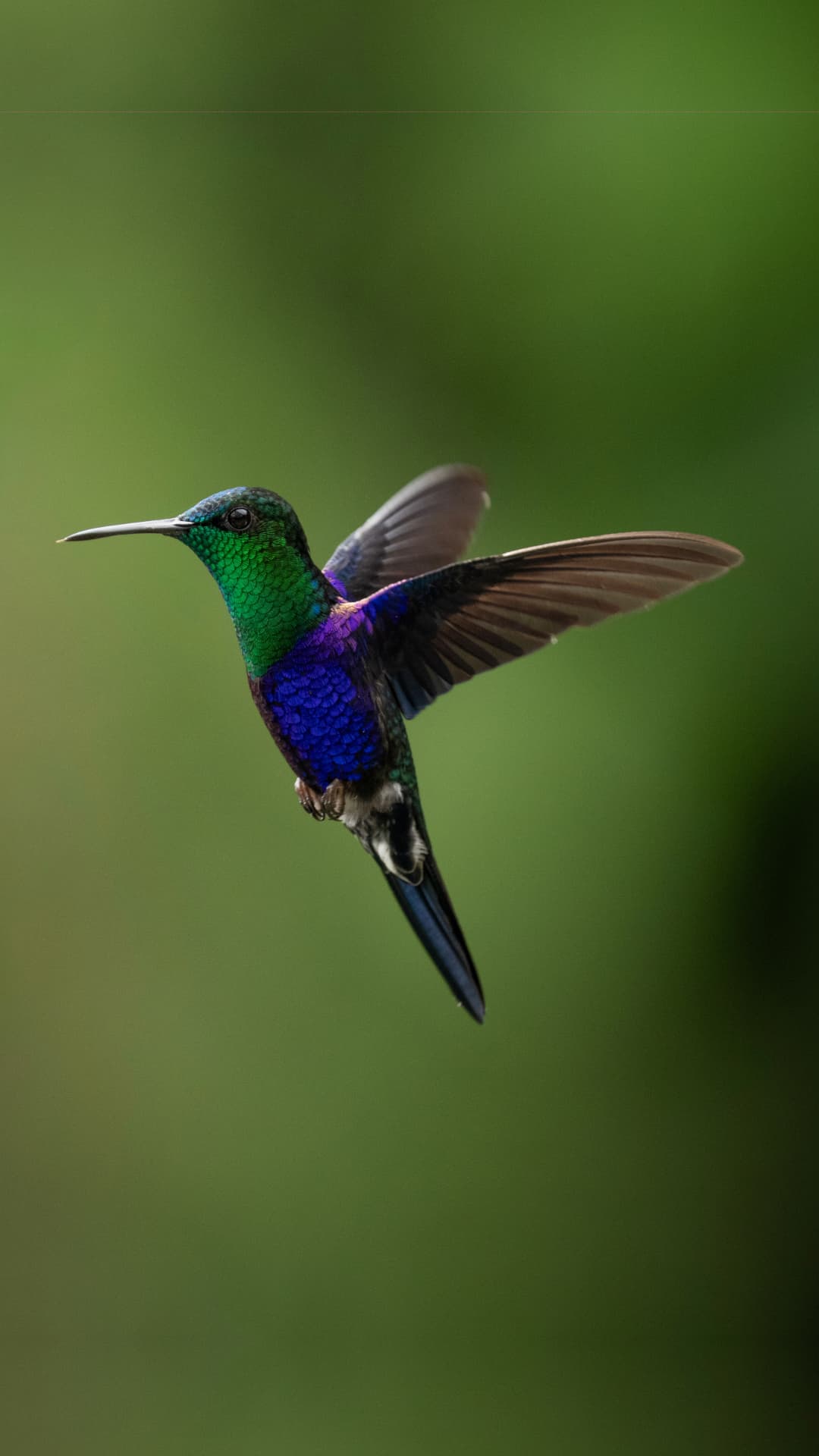 Crowned Woodnymph field photograph 1 near Mindo, Ecuador