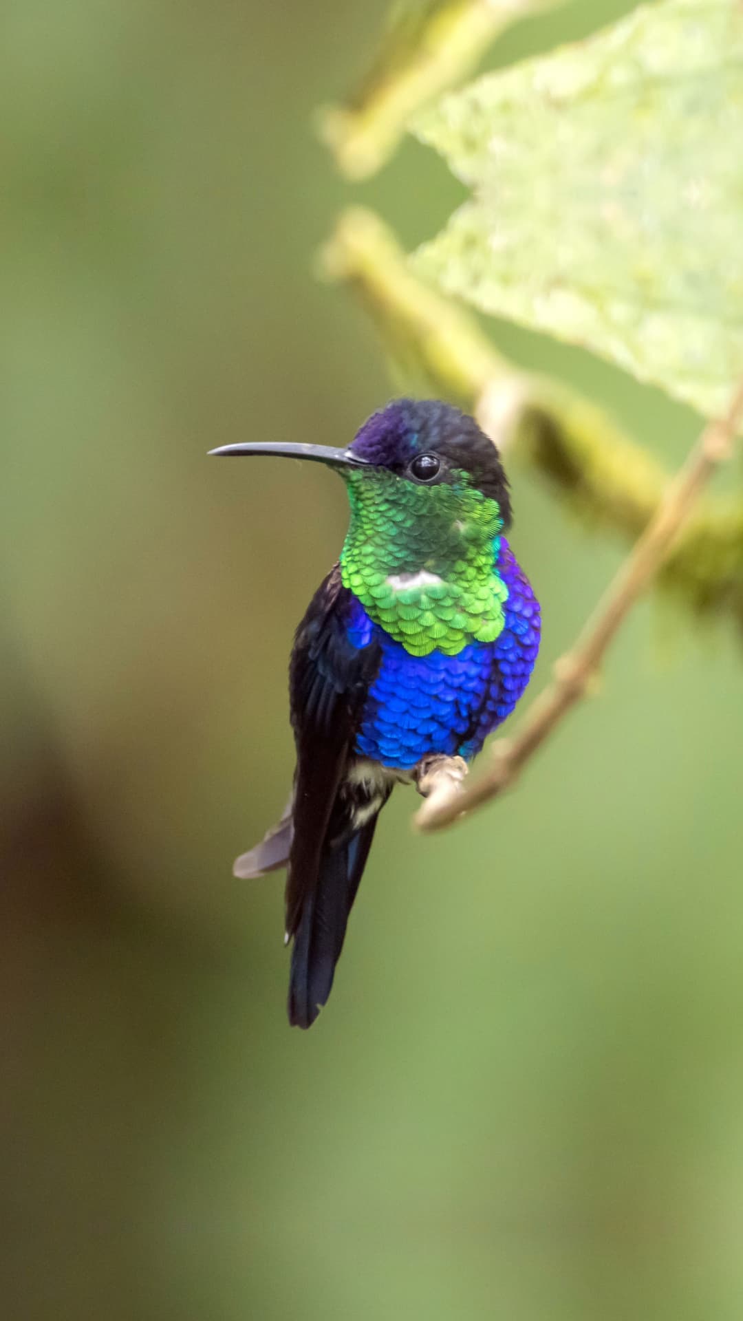 Crowned Woodnymph field photograph 2 near Mindo, Ecuador