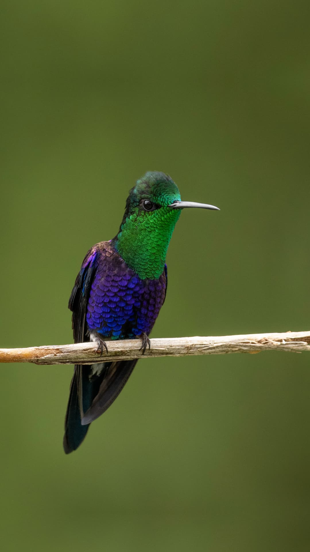 Crowned Woodnymph field photograph 3 near Mindo, Ecuador