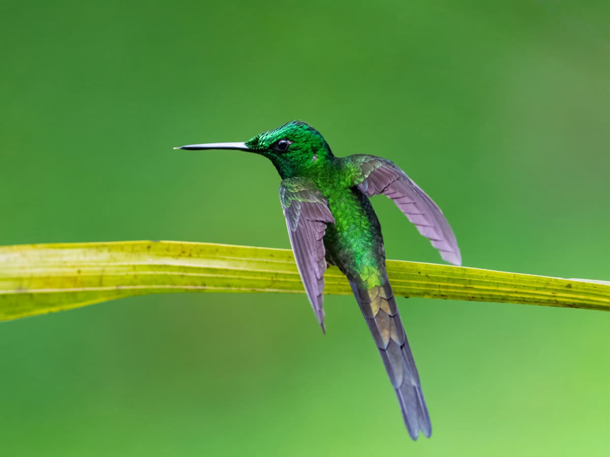 Empress Brilliant in the Mindo cloud forest