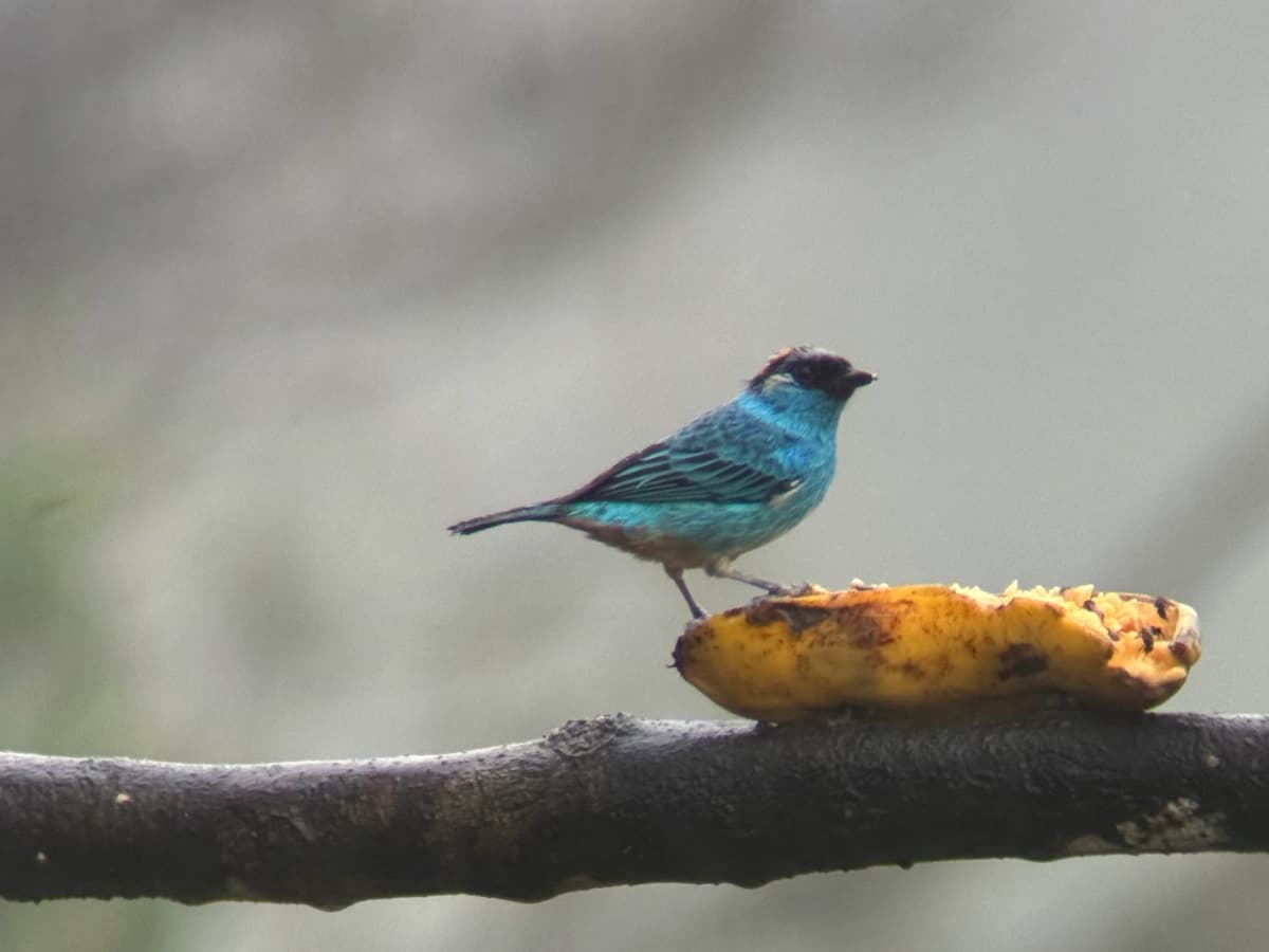 Golden-naped Tanager in the Mindo cloud forest