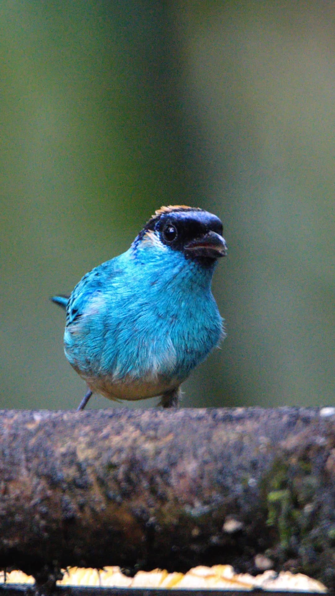 Golden-naped Tanager field photograph 1 near Mindo, Ecuador