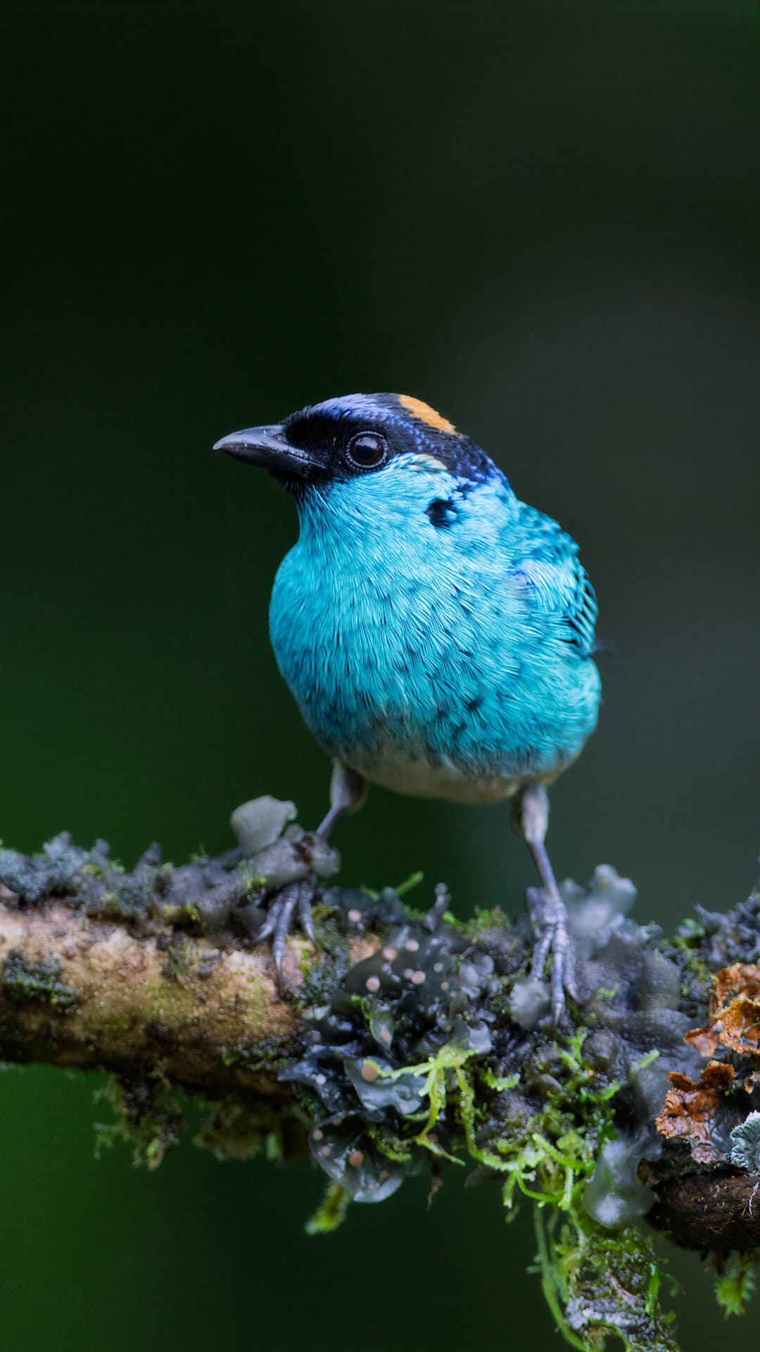Golden-naped Tanager field photograph 2 near Mindo, Ecuador