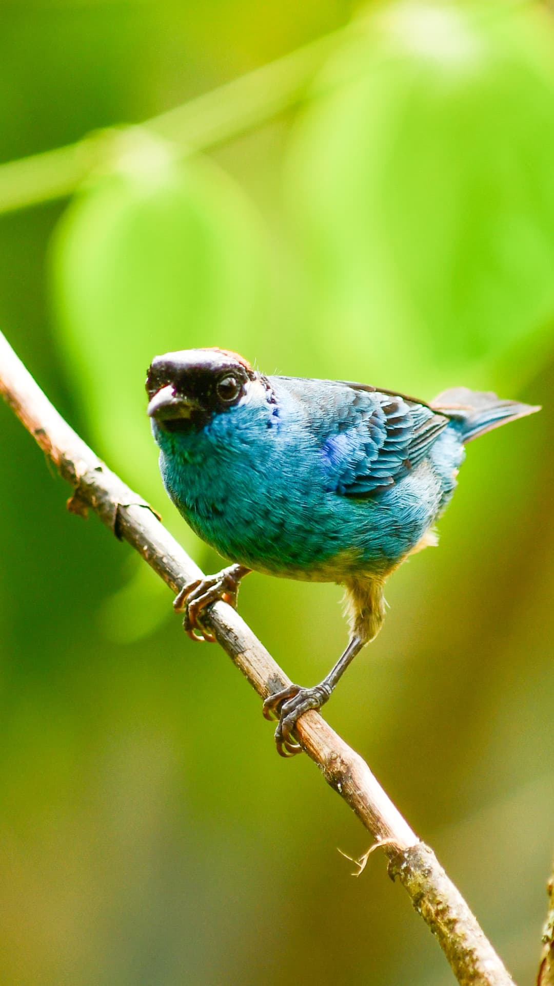 Golden-naped Tanager field photograph 3 near Mindo, Ecuador