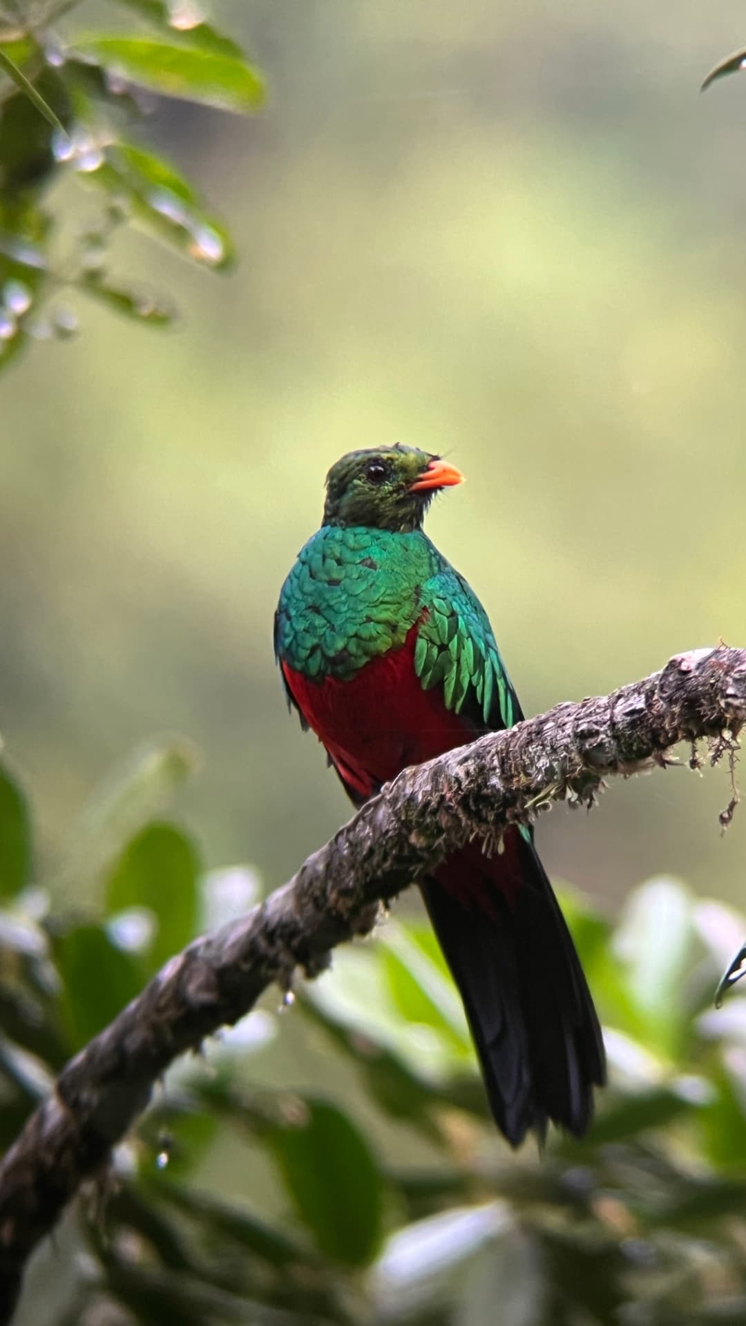 Golden-headed Quetzal photographed on a forest perch in northwest Ecuador