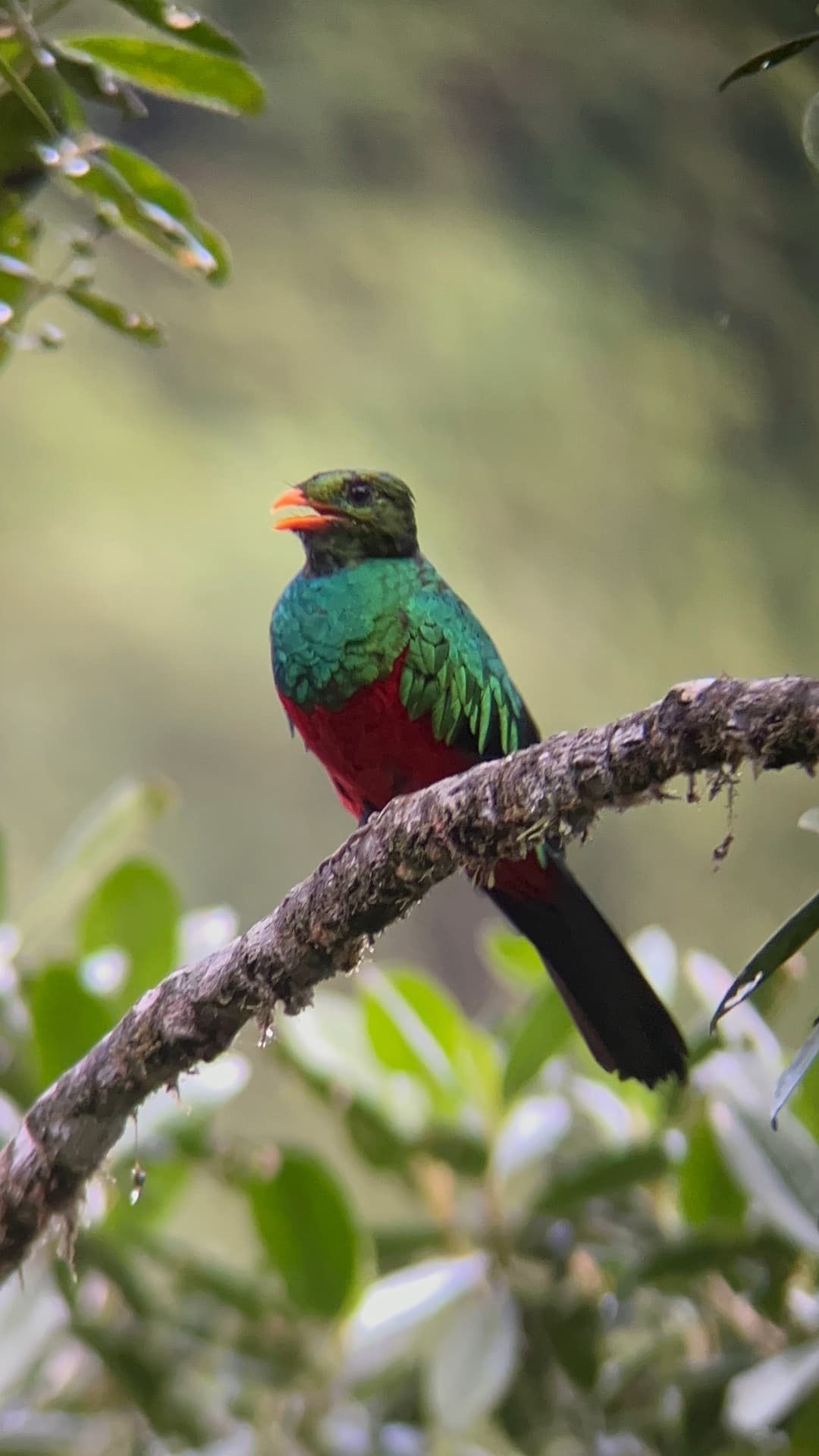 Golden-headed Quetzal showing its emerald upperparts and vivid red belly