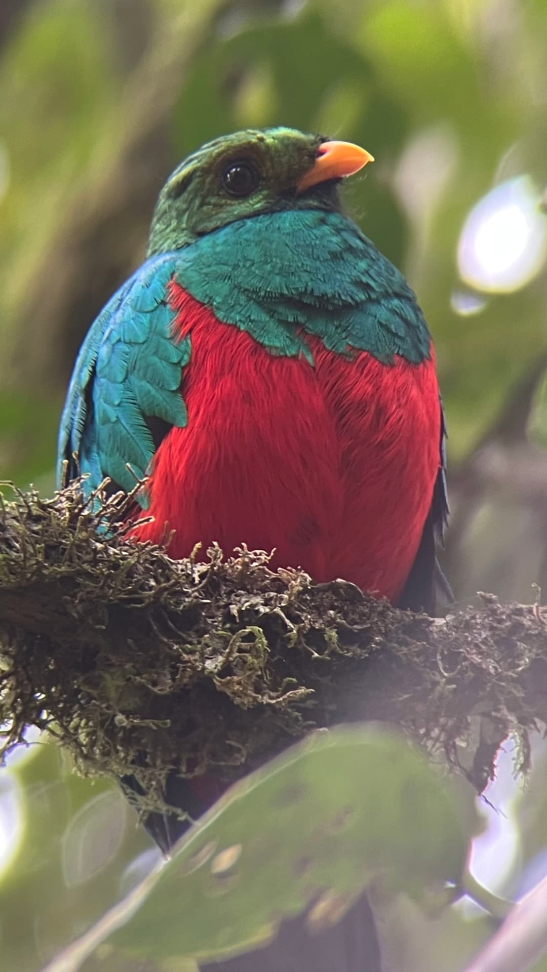 Golden-headed Quetzal perched in the cloud forest near Mindo, Ecuador