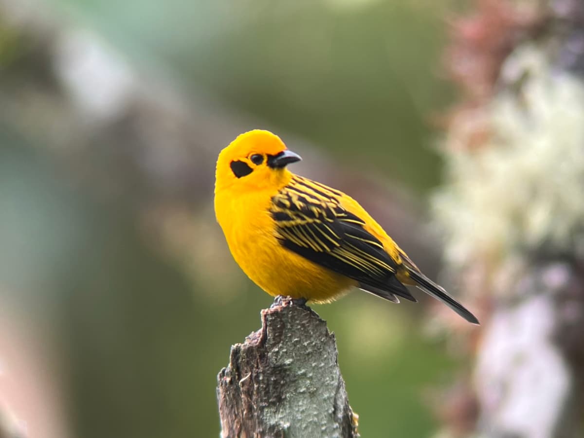 Golden Tanager in Mindo, Ecuador