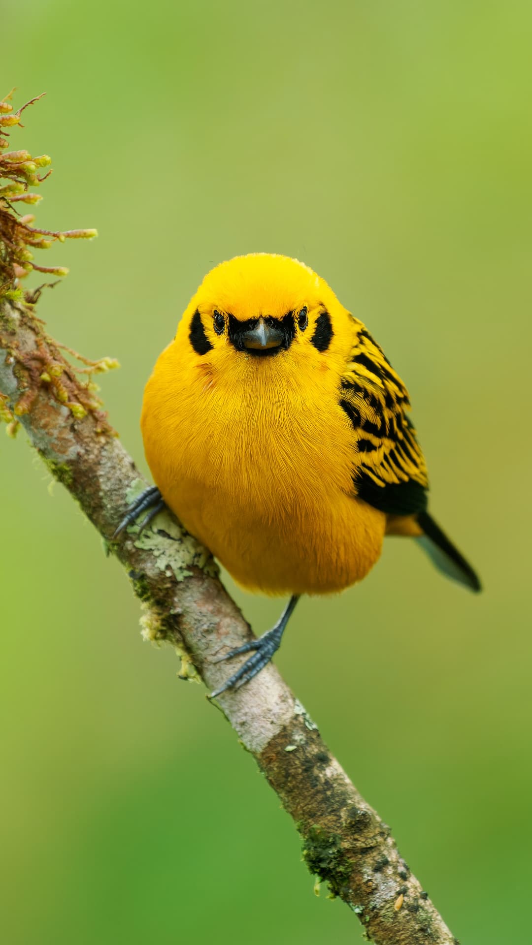 Golden Tanager field photograph 1 near Mindo, Ecuador