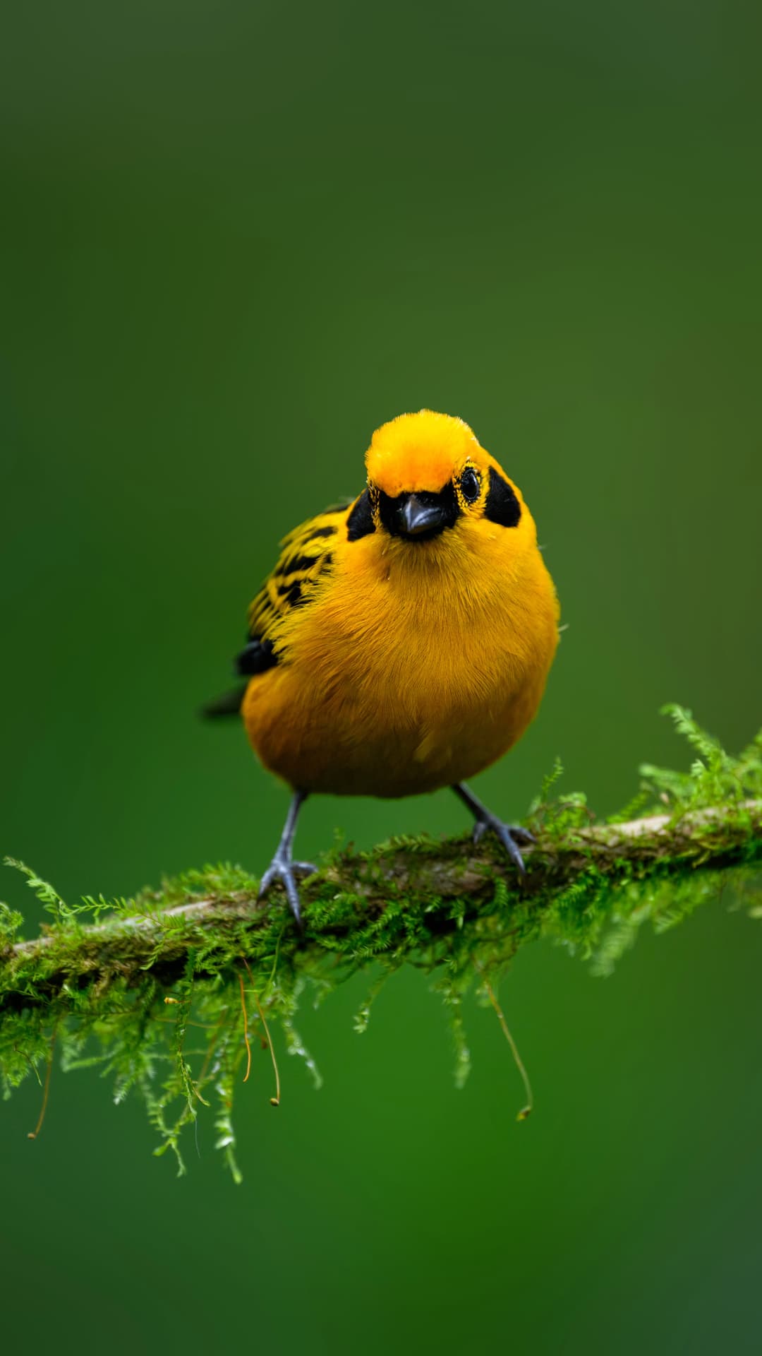 Golden Tanager field photograph 2 near Mindo, Ecuador