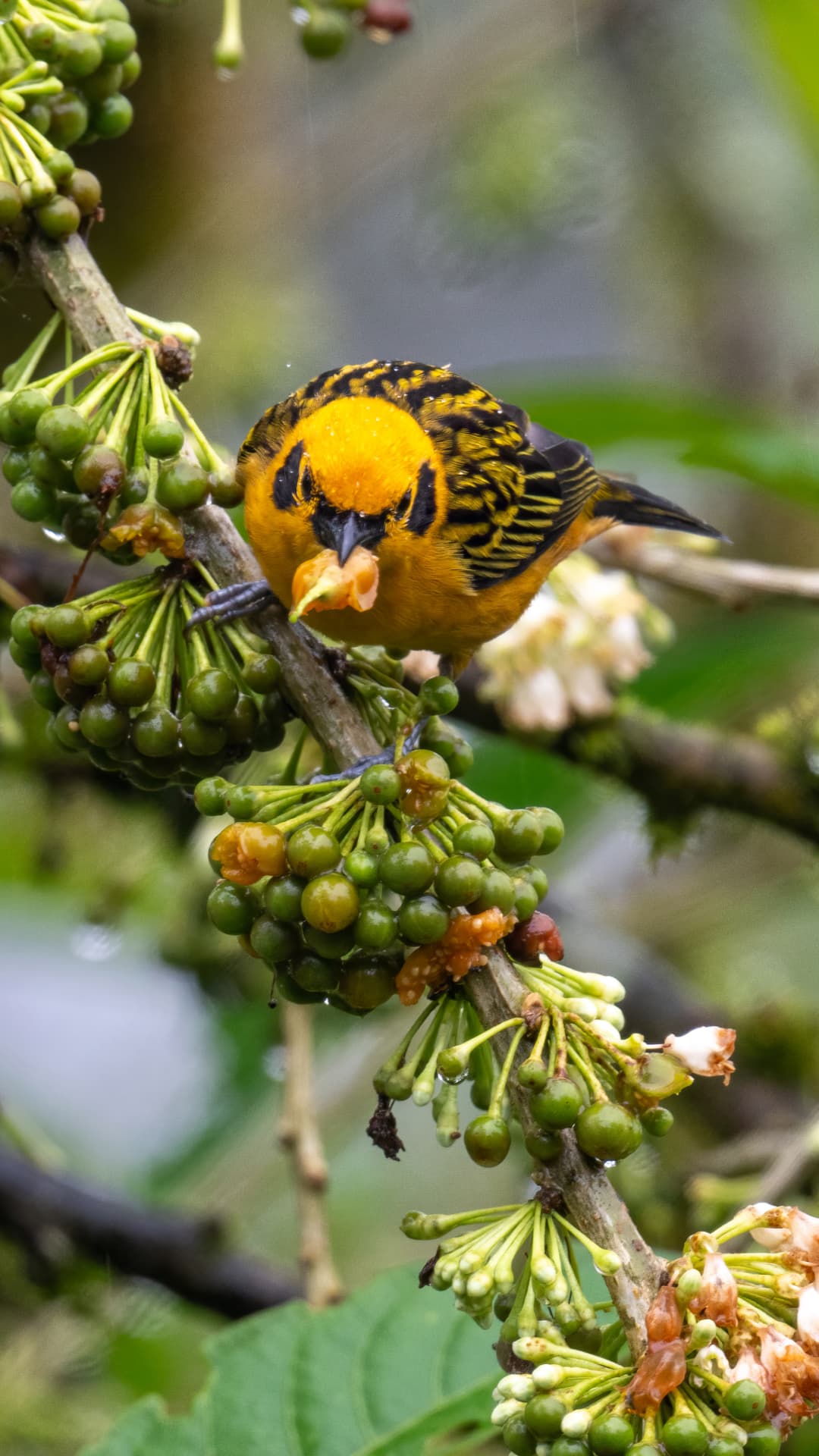 Golden Tanager field photograph 3 near Mindo, Ecuador