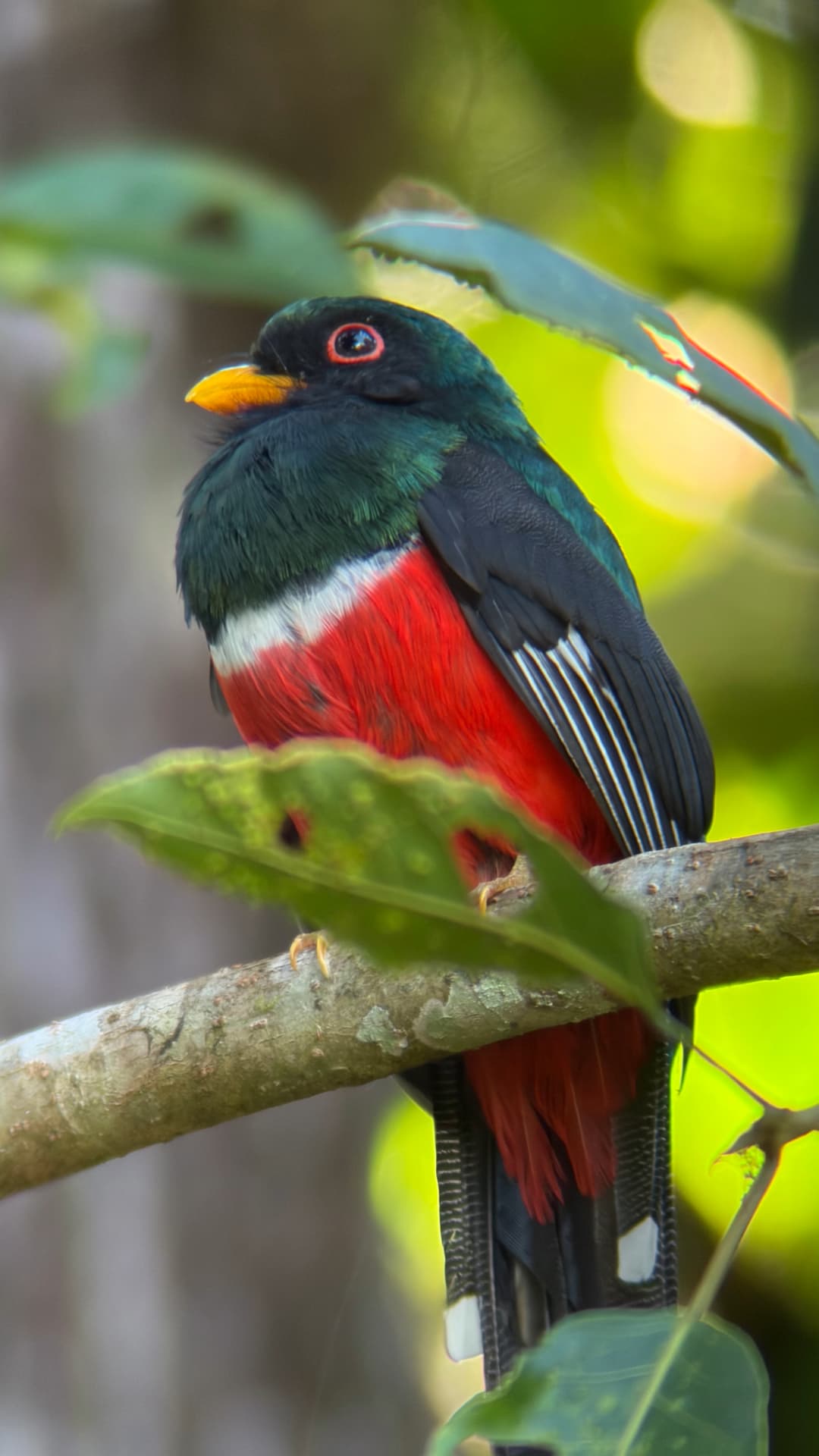 Masked Trogon perched near Mindo, Ecuador