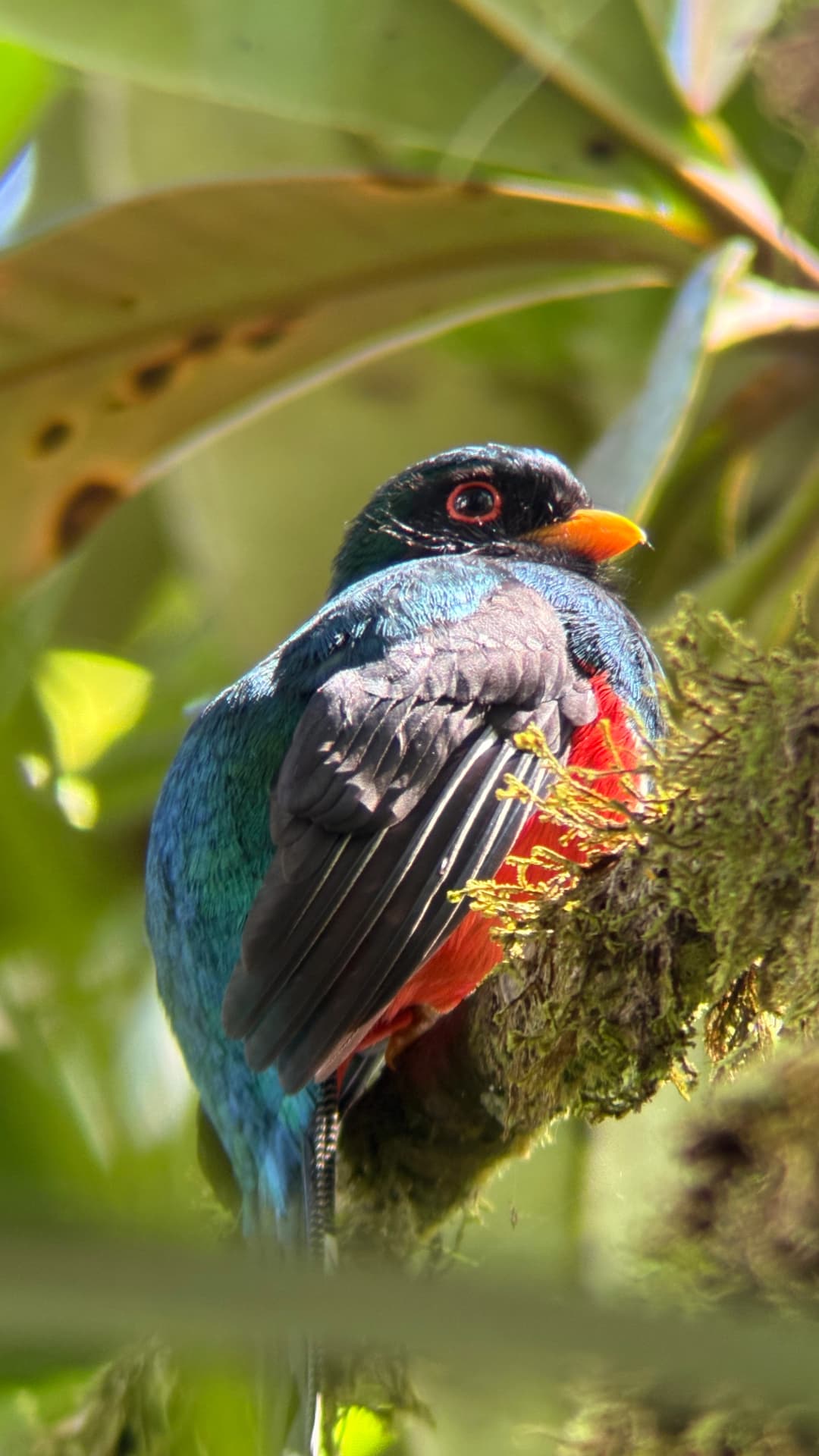 Masked Trogon showing its dark facial mask, green upperparts, and red belly in cloud forest habitat