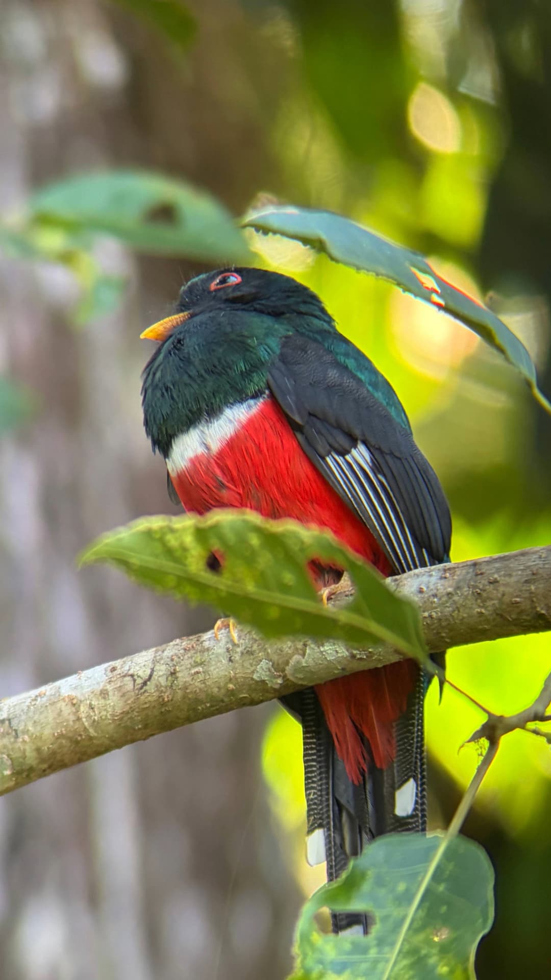 Masked Trogon photographed on a northwest Ecuador cloud-forest route