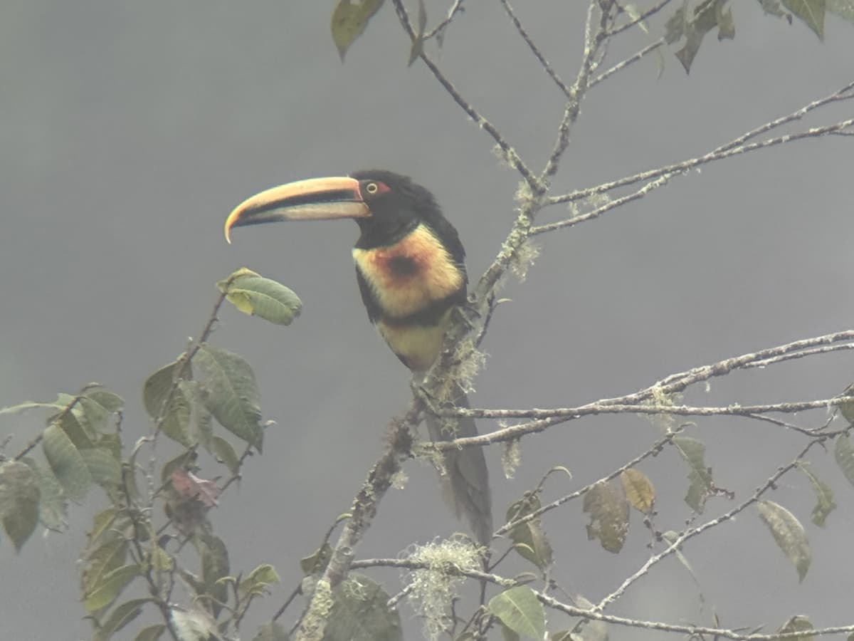 Pale-mandibled Aracari in the Mindo cloud forest
