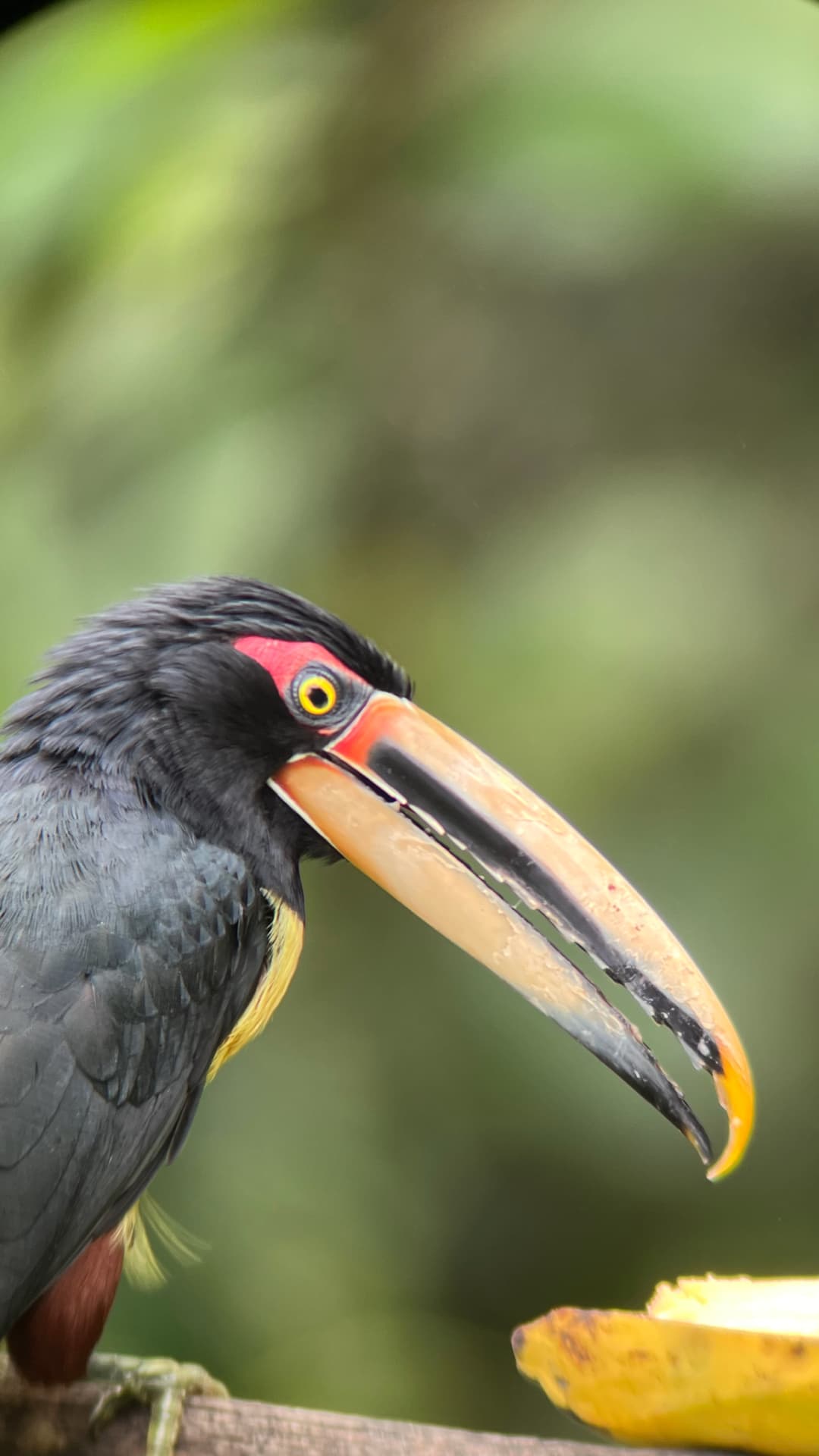 Pale-mandibled Aracari field photograph 1 near Mindo, Ecuador